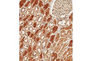 Immunohistochemical analysis of paraffin-embedded Human kidney tissue using B performed on the Leica® BOND RXm.