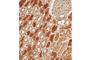 Immunohistochemical analysis of paraffin-embedded Human kidney tissue using B performed on the Leica® BOND RXm.
