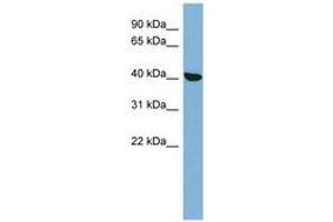 Image no. 1 for anti-Protein Kinase, X-Linked (PRKX) (N-Term) antibody (ABIN6741848)