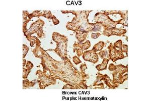 anti-Caveolin 3 (CAV3) (N-Term) antibody