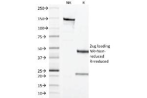 SDS-PAGE Analysis of Purified CD68 Mouse Monoclonal Antibody ABIN6383883. (CD68 anticorps  (Extracellular Domain))