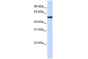 WB Suggested Anti-ONECUT1 Antibody Titration:  0. (ONECUT1 anticorps  (Middle Region))
