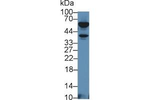 Detection of TNFb in Mouse Thymus lysate using Polyclonal Antibody to Tumor Necrosis Factor Beta (TNFb) (LTA anticorps  (AA 49-202))