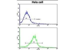 Flow cytometric analysis of hela cells using CUEDC2 Antibody (C-term)(bottom histogram) compared to a negative control cell (top histogram).