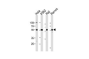 RELA Antibody (Center) (ABIN1881740 and ABIN2838805) western blot analysis in Hela,K562,Raji,Ramos cell line lysates (35 μg/lane). (NF-kB p65 anticorps  (AA 166-195))