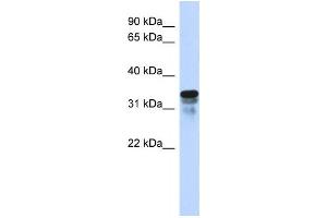 Western Blotting (WB) image for anti-Regulator of Microtubule Dynamics 1 (RMDN1) antibody (ABIN2458997) (FAM82B anticorps)