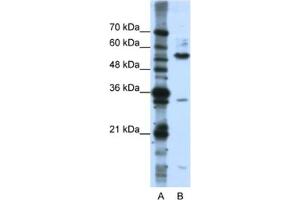Western Blotting (WB) image for anti-KH Domain Containing, RNA Binding, Signal Transduction Associated 3 (KHDRBS3) antibody (ABIN2462220) (KHDRBS3 anticorps)