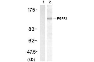 Western blot analysis of extract from 3T3 cell, using FGF Receptor 1 (Ab-154) Antibody (E021231, Lane 1 and 2). (FGFR1 anticorps)