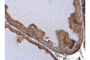 IHC-P Image PRPS1 antibody detects PRPS1 protein at cytosol on mouse prostate by immunohistochemical analysis.
