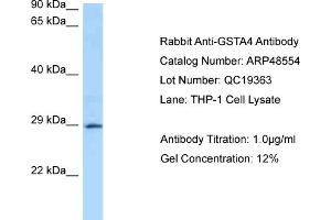 WB Suggested Anti-GSTA4 Antibody   Titration: 1. (GSTA4 anticorps  (N-Term))