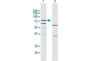 Western Blot analysis of FERMT3 expression in transfected 293T cell line by FERMT3 MaxPab polyclonal antibody. (FERMT3 anticorps  (AA 1-663))