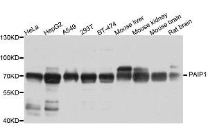 Western blot analysis of extracts of various cell lines, using PAIP1 antibody. (PAIP1 anticorps  (AA 1-260))