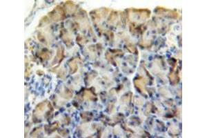 Used in DAB staining on fromalin fixed paraffin-embedded Pancreas tissue (AMY2 anticorps  (AA 22-257))