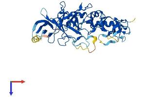AlphaFold protein structure predicition of Human Recombinant PELI2 Protein, UniprotID Q9HAT8