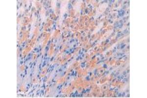 IHC-P analysis of Mouse Stomach Tissue, with DAB staining. (CD47 anticorps  (AA 18-219))