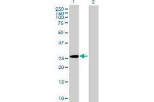 Western Blot analysis of GPC5 expression in transfected 293T cell line by GPC5 MaxPab polyclonal antibody. (GPC5 anticorps  (AA 1-572))