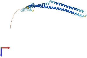 AlphaFold protein structure predicition of Mouse Recombinant Cenph Protein, UniprotID Q9QYM8