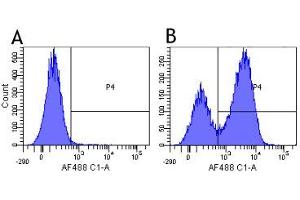 Flow-cytometry using anti-CD3 antibody 12F6   Human lymphocytes were stained with an isotype control (panel A) or the rabbit-chimeric version of 12F6 (panel B) at a concentration of 1 µg/ml for 30 mins at RT.