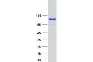 Kelch-Like 29 (KLHL29) protein (Myc-DYKDDDDK Tag)