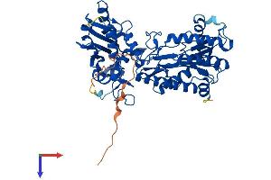 AlphaFold protein structure predicition of Human Recombinant XPNPEP3 Protein, UniprotID Q9NQH7