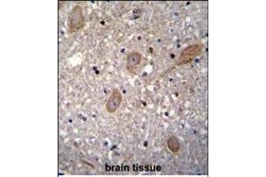 BTRC Antibody (N-term) (ABIN655814 and ABIN2845238) immunohistochemistry analysis in formalin fixed and paraffin embedded human brain tissue followed by peroxidase conjugation of the secondary antibody and DAB staining. (BTRC anticorps  (N-Term))