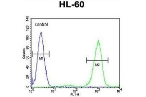 ADA Antibody (C-term) flow cytometric analysis of HL-60 cells (right histogram) compared to a negative control cell (left histogram). (ADA anticorps  (C-Term))