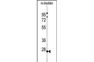 Western blot analysis of TPRGL Antibody (N-term) (ABIN651274 and ABIN2840164) in mouse bladder tissue lysates (35 μg/lane). (TPRG1L anticorps  (N-Term))
