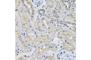 Immunohistochemistry of paraffin-embedded rat kidney using STK3 antibody at dilution of 1:100 (x40 lens). (STK3 anticorps)