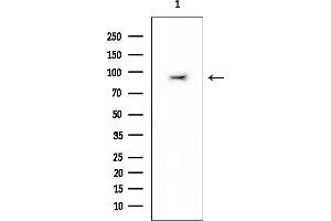 Western blot analysis of lysates from Mouse brain, using DYR1A Mouse Monoclonal Antibody at 1/1000 dilution.