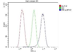 anti-Eukaryotic Translation Initiation Factor 4A1 (EIF4A1) (AA 32-406) antibody