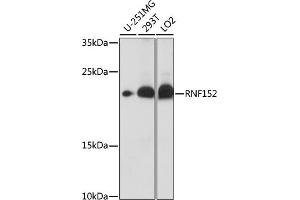 Western blot analysis of extracts of various cell lines, using RNF152 antibody (ABIN7270063) at 1:1000 dilution. (RNF152 anticorps  (AA 100-200))