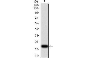 Western blot analysis using VEGFA mAb against human VEGFA (AA: 207-371) recombinant protein. (VEGFA anticorps  (AA 207-371))