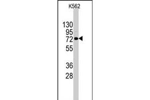 Western blot analysis of DDX4 polyclonal antibody  in K-562 cell line lysates (35 ug/lane).