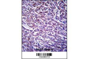 XIRP1 Antibody immunohistochemistry analysis in formalin fixed and paraffin embedded human heart tissue followed by peroxidase conjugation of the secondary antibody and DAB staining. (XIRP1 anticorps  (C-Term))