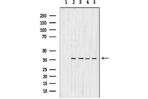 Western blot analysis of lysates from various samples, using MDH1 Antibody.
