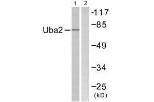 Western blot analysis of extracts from 293 cells, treated with UV (5 mins), using Uba2 antibody. (UBA2 anticorps  (C-Term))