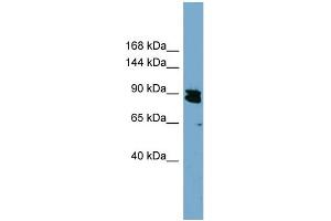 WB Suggested Anti-KIAA0317  Antibody Titration: 0. (AREL1 anticorps  (N-Term))