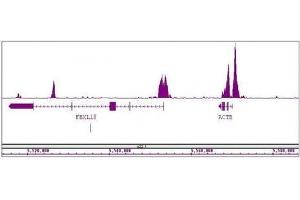 Histone H3K4me2 antibody (mAb) tested by ChIP-Seq. (Histone 3 anticorps  (H3K4me2))
