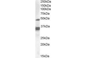 ABIN335159 (1µg/ml) staining of HepG2 lysate (35µg protein in RIPA buffer).
