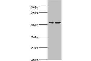 Western blot All lanes: Transcription factor EB antibody at 3 μg/mL Lane 1: Jurkat whole cell lysate Lane 2: Mouse brain tissue Secondary Goat polyclonal to rabbit IgG at 1/10000 dilution Predicted band size: 53, 44 kDa Observed band size: 53 kDa (TFEB anticorps  (AA 1-220))