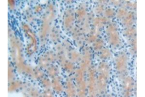 Detection of S100B in Mouse Kidney Tissue using Polyclonal Antibody to S100 Calcium Binding Protein B (S100B)