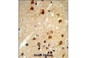 Formalin-fixed and paraffin-embedded human brain tissue reacted with CENPK Antibody (C-term), which was peroxidase-conjugated to the secondary antibody, followed by DAB staining.