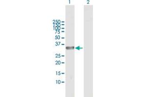 Western Blot analysis of DCUN1D3 expression in transfected 293T cell line by DCUN1D3 MaxPab polyclonal antibody.