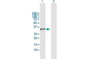 Western Blot analysis of DCUN1D3 expression in transfected 293T cell line by DCUN1D3 MaxPab polyclonal antibody. (DCUN1D3 anticorps  (AA 1-304))