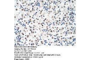 Rabbit Anti-DDX19B Antibody  Paraffin Embedded Tissue: Human Liver Cellular Data: Hepatocytes Antibody Concentration: 4. (DDX19B anticorps  (N-Term))