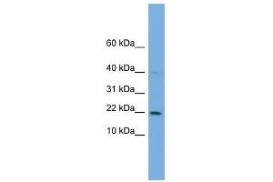 C7orf16 antibody used at 0. (G Substrate anticorps  (Middle Region))