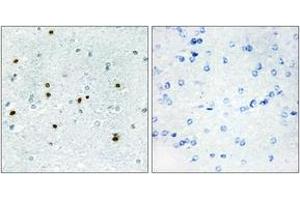 Immunohistochemistry analysis of paraffin-embedded human brain, using DCLK3 Antibody. (DCLK3 anticorps  (AA 291-340))