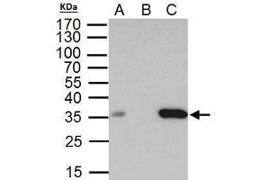IP Image BRAF35 antibody immunoprecipitates BRAF35 protein in IP experiments. (HMG20B anticorps)