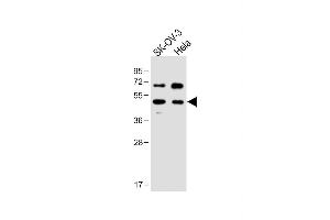 All lanes : Anti-FLOT1 Antibody (N-term) at 1:1000 dilution Lane 1: SK-OV-3 whole cell lysate Lane 2: Hela whole cell lysate Lysates/proteins at 20 μg per lane. (Flotillin 1 anticorps  (N-Term))