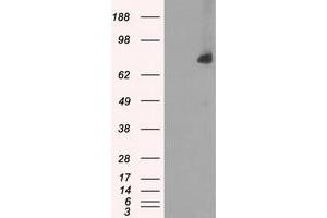 HEK293T cells were transfected with the pCMV6-ENTRY control (Left lane) or pCMV6-ENTRY POR (Right lane) cDNA for 48 hrs and lysed. (POR anticorps)